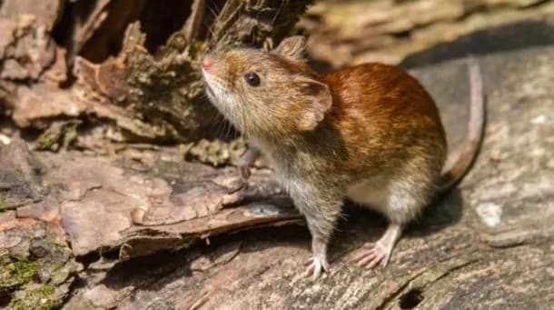 Confirman un caso de hantavirus Bariloche: aislaron a toda una familia
