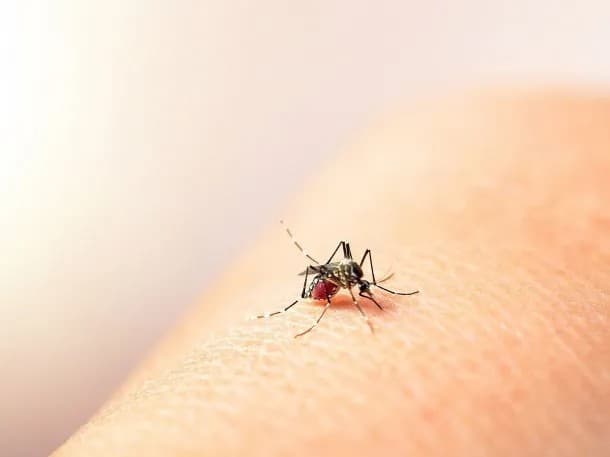 Se registraron 13 nuevos casos de fiebre chikungunya en Argentina