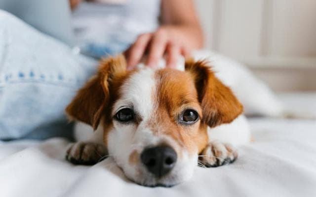 8 de cada 10 argentinos tienen una mascota y casi todos la creen "integrante” de la familia